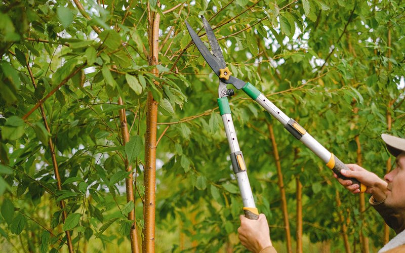 Tree trimming in Hazelwood, MO